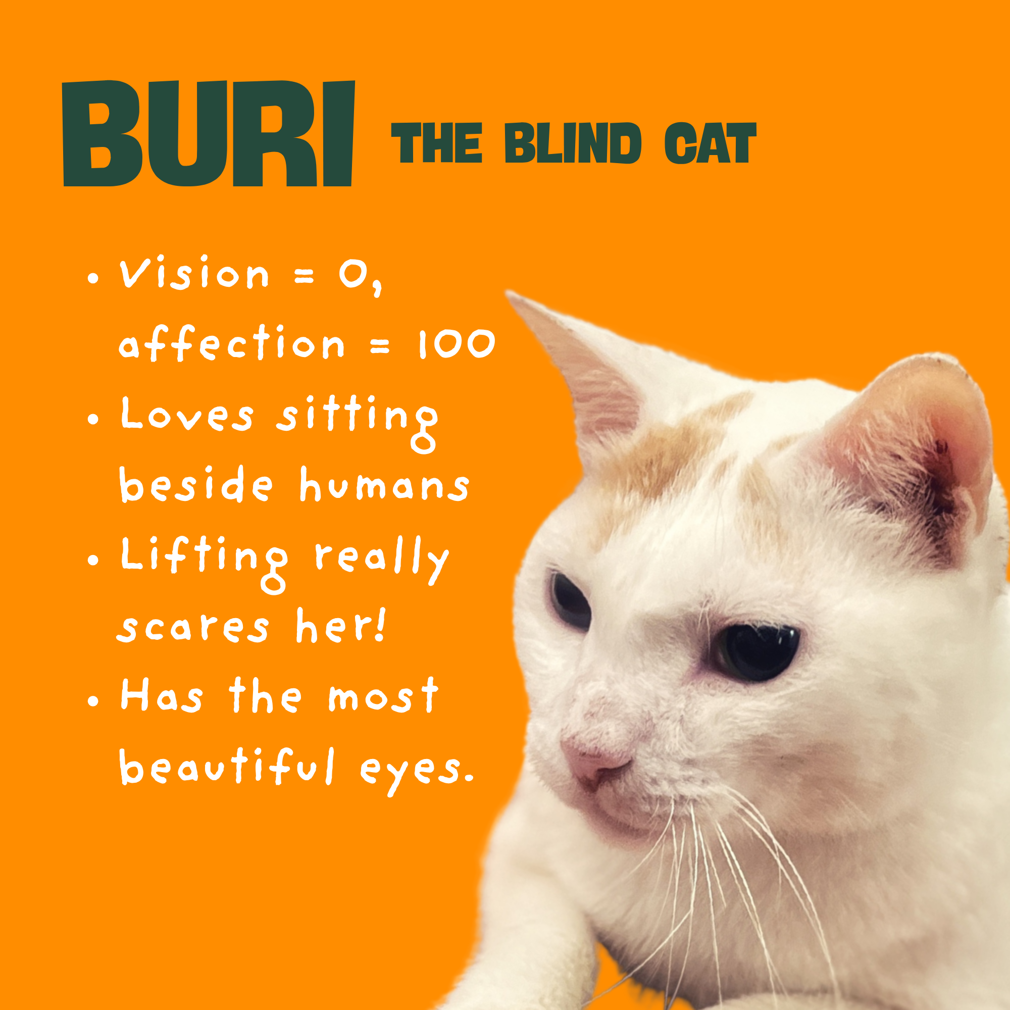Our furry friend